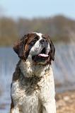 SAINT BERNARD 120